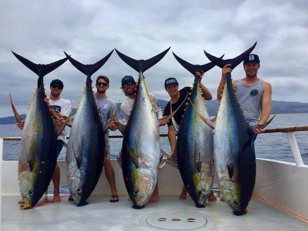 Six yellowfin tuna lined up across the deck