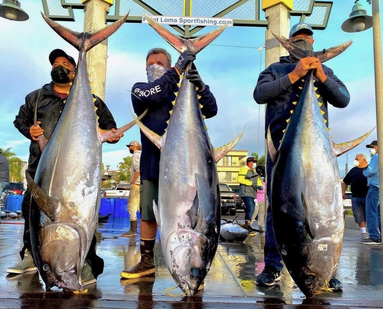 Three giant bluefin tuna on the dock at Point Loma Sportfishing